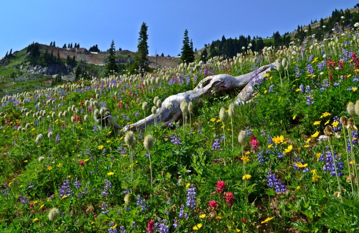 Still more wildflowers. You should definitely come here in July